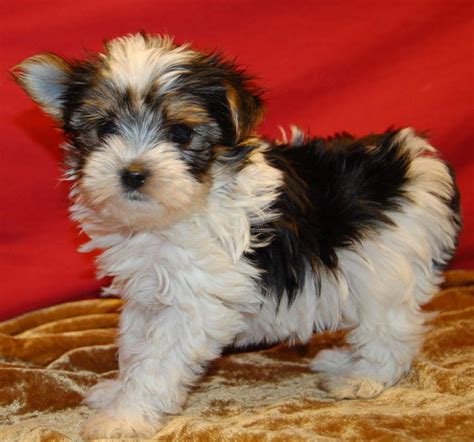 Toy Morkie Puppies | Wow Blog