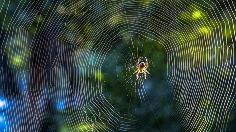 How Many Spiders Do You Really Swallow in Your Sleep? | Mental Floss