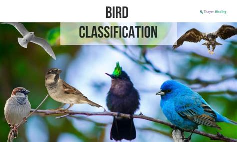 Bird Classification - The Only Guide You Will Need