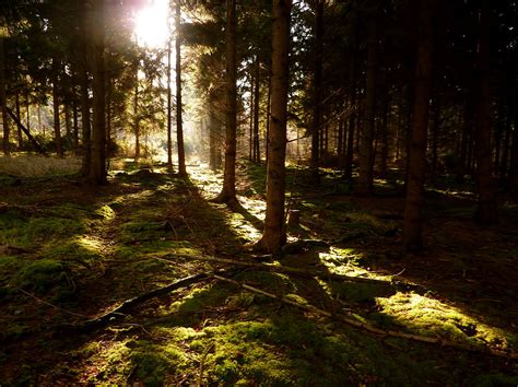 Light in the dark forest | A winter walk through a pine forr… | Flickr