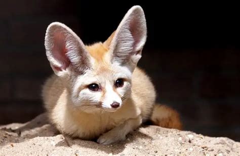 Fennec Fox - Description, Habitat, Image, Diet, and Interesting Facts