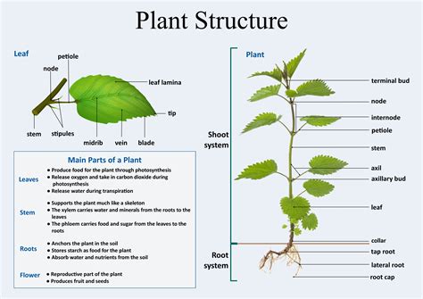 ️Plant Structure And Function Worksheet Free Download| Gambr.co