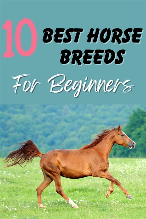 The Best Horses for Beginners and New Horse Owners