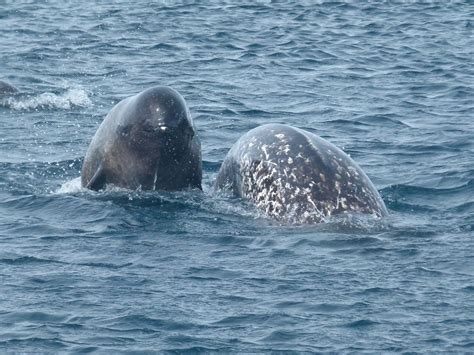 The Story Of A Migrating Narwhal - Arctic Kingdom