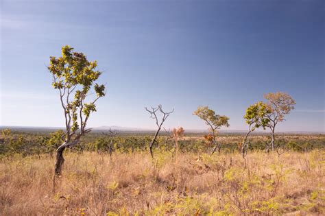 View of trees and in Cerrado Savanna landscape in Brazil - AgroSaber