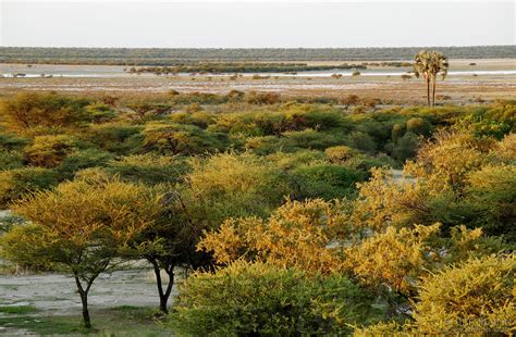 Image: Desert forest | Stock photo by JF Maion