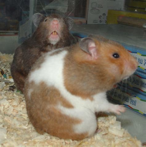 All You Ever Wanted To Know About Hamsters - HubPages