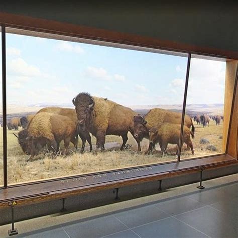 Bison - American Museum of Natural History in New York, NY (Google Maps)