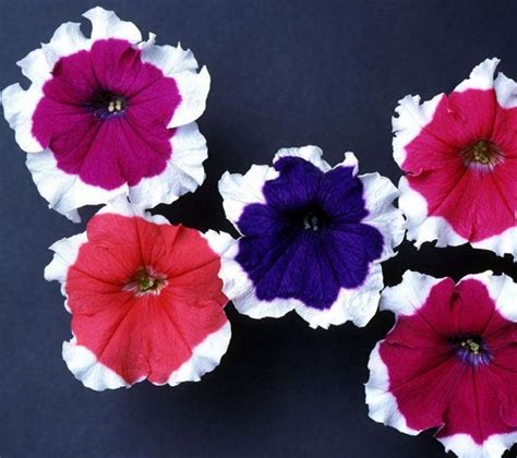 Pelleted Petunia Seeds 1000 Bulk Petunia Seeds by nurseryseeds | Petunias, Seeds, Flower seeds