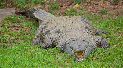 Visit St Lucia Crocodile Centre in St. Lucia | Expedia