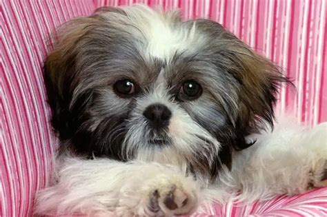 10 Amazing Things About Shih Tzu Dogs - Shih Tzu Facts