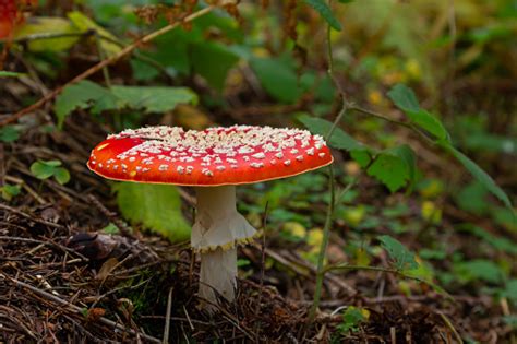 Closeup Jamur Beracun Amanita Di Alam Terbang Amanita Amanita Muscaria ...