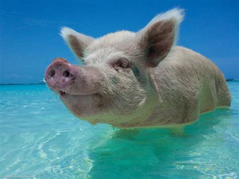 One of the happy swimming pigs in the Bahamas in the water cooling off : pics