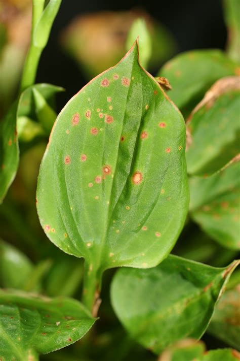 Botrytis blight - Plant & Pest Diagnostics