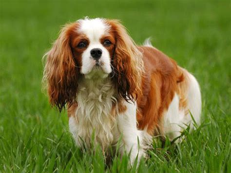 English Toy Spaniel Puppies - Ultimate Dog World