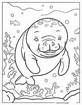 Manatee Coloring Pages20  Free Printable coloring Pages Cute sketch template