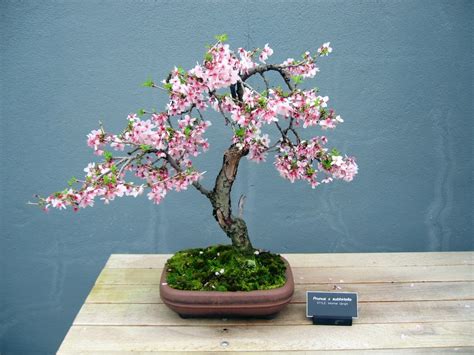 Cherry Blossom Bonsai Tree Care Instructions - Virtual University of Pakistan