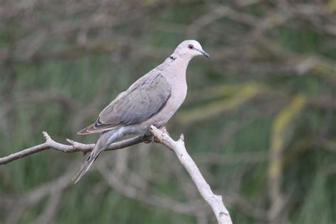 Red-Eyed Dove - Wildlife Den - South African And Australian Wildlife Photography