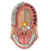 Palatine aponeurosis - e-Anatomy - IMAIOS