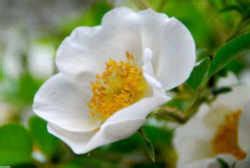 Georgia State Floral Emblem (Flower): Cherokee Rose