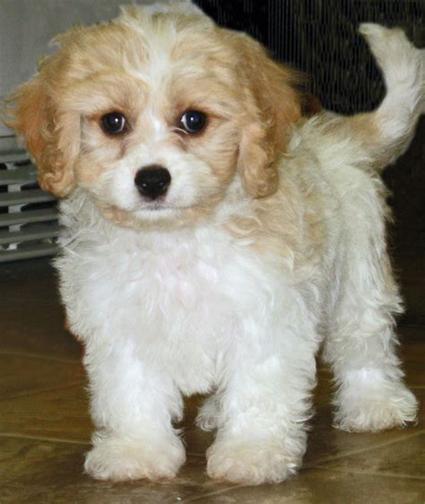 Cavachon (Bichon-King Charles mix) Info, Temperament, Puppies, Pictures