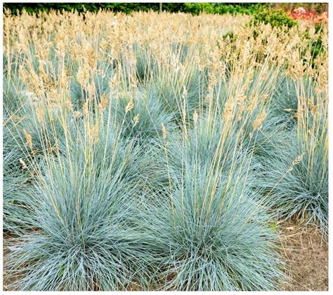 Cottage Farms 2-Piece Eye-Catching Blue FescueGrass - QVC.com in 2021 | Blue fescue, Fescue ...