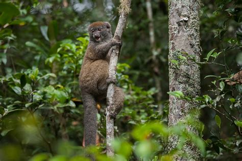 Eastern Lesser Bamboo Lemur | Sean Crane Photography