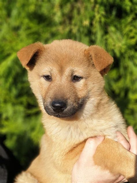 Puppies for Sale-Korea Jindo Dog | Jindo dog, Puppies, Dogs