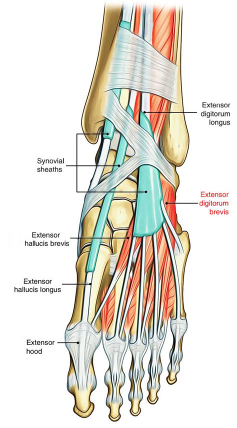 Extensor Digitorum Brevis – Earth's Lab