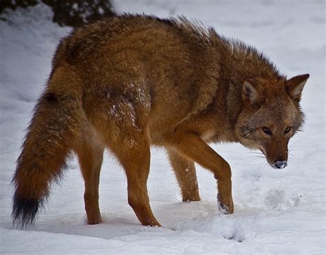 Coywolf - Brilliant News