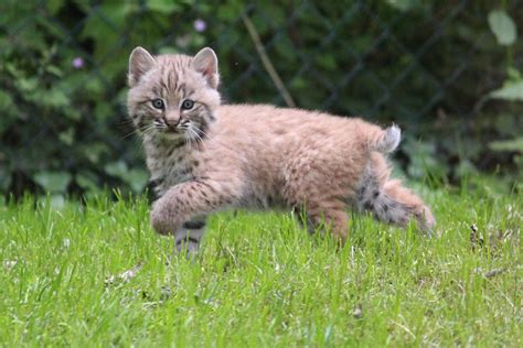 Bobcat kitten, July 2013 - ZooChat