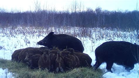 Destructive, invasive wild pigs in Alberta have breached national park boundary for 1st time ...