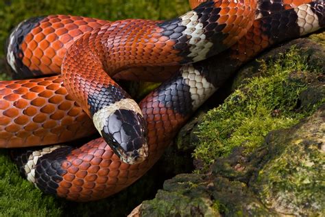 How to Care for Your Milksnake | Reptile Supply