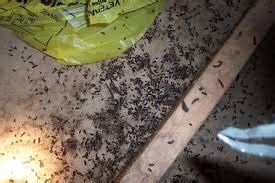 How To Identify Bat Guano & How to Remove It | Critter Control