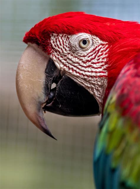 Red and green macaw 2457923 Stock Photo at Vecteezy