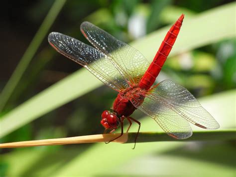 Red Dragonfly · Free Stock Photo