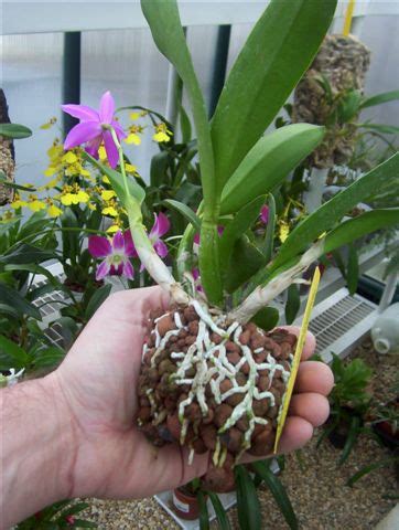 SEMI-HYDROPONIC - Orchid Culture Technique ~ Orchid care tips