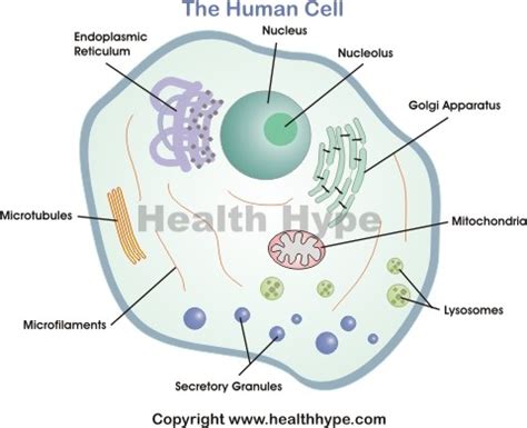 Human Cell Diagram, Parts, Pictures, Structure and Functions | Healthhype.com