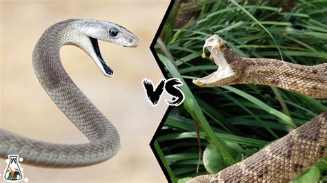 BLACK MAMBA VS VIPER - If They Fought, Who Would Win? - YouTube