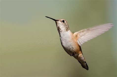 Little Rufous Hummingbird Hovering in Flight Deep in the Forest Stock ...