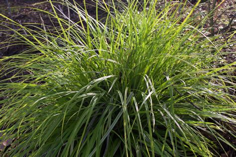 Carex oshimensis 'Everillo' – Ballyrobert Gardens