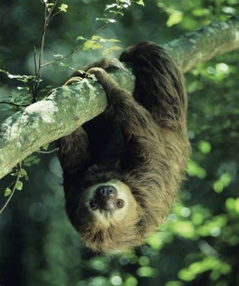 Countdown: Strangest Animal Sleeping Habits - PawNation | Sloth, Sloth sleeping, Baby sloth