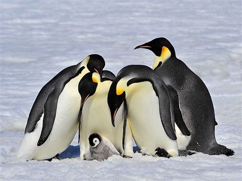 Emperor Penguin Facts - WorldAtlas