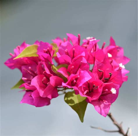 Bougainvillea (Any Color) Plant - Nestreeo.com