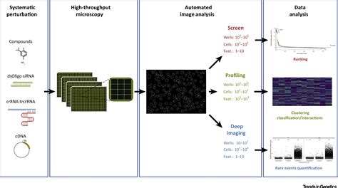 High-Throughput Imaging for the Discovery of Cellular Mechanisms of ...