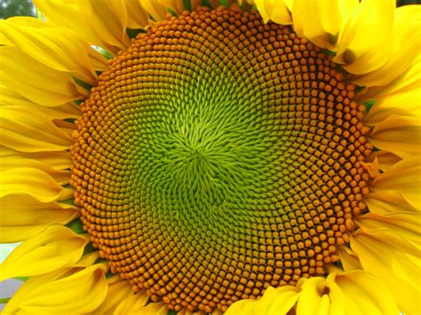 Natural Fractal Sunflower Spiral : r/sunflowers