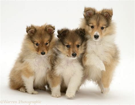 Sable Shetland Sheepdog (Sheltie) pups photo WP23175