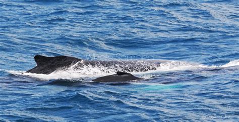 Samana Whale Watching Tours - Photo Gallery Humpback Whales Samana Bay Dominican Republic