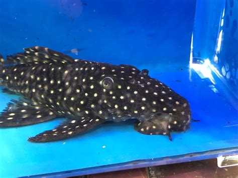 Vampire pleco L-240 for sale | Exotic Fish Shop | 774-400-4598