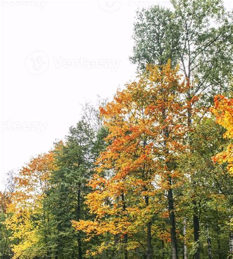 bright and colorful trees. 9894200 Stock Photo at Vecteezy